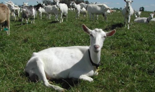 Jak powstaje mleko modyfikowane dla niemowląt?