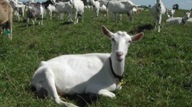 Jak powstaje mleko modyfikowane dla niemowląt? Dziecko, LIFESTYLE - Duża powszechność mleka krowiego, nie tylko na półkach sklepowych, ale również w mediach sprawia, że większość z nas nie zastanawia się nad alternatywą dla spożywanego do tej pory nabiału. Czy faktycznie jest ono najlepszym wyborem?